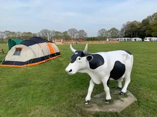 Cow and tent