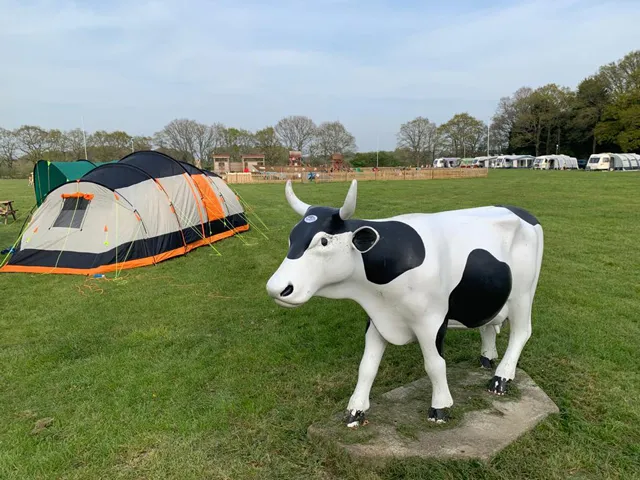Cow and tent